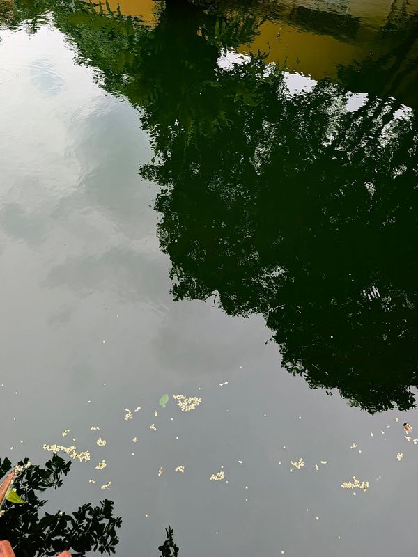 A serene outdoor scene with a calm lake and green trees, symbolizing peace.